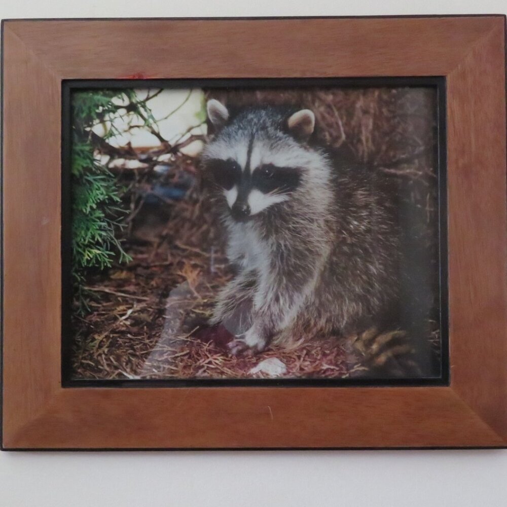 Vintage Framed RACCOON Photograph (K428) - Picture 2 of 5